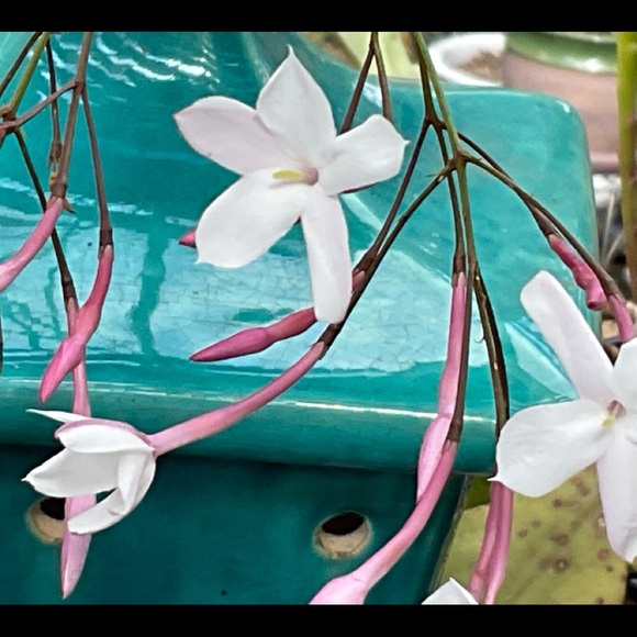 Meet your Posher, Amanda - Picture 2 of 9